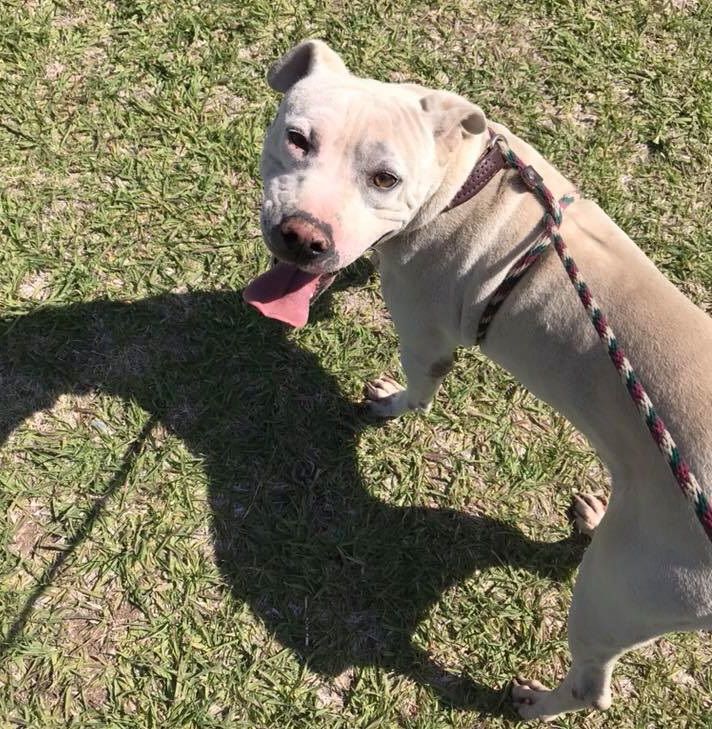 Adopt a friend: Huckleberry